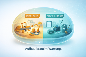 Der Wachstumsschalter in unseren Zellen (TOR/mTOR) - Der Rapamycin-Irrtum