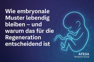 Wie embryonale Muster lebendig bleiben – und warum das für die Regeneration entscheidend ist
