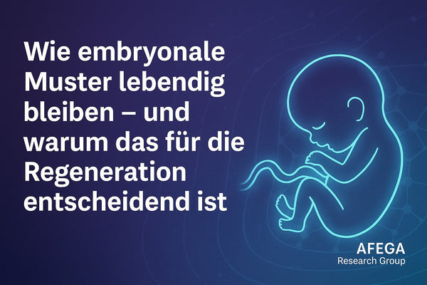 Wie embryonale Muster lebendig bleiben – und warum das für die Regeneration entscheidend ist