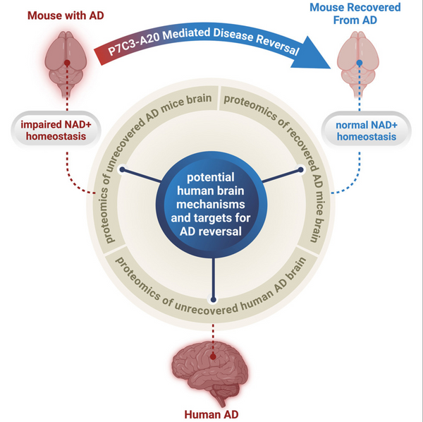 NAD+: Neue Hoffnung im Kampf gegen Alzheimer